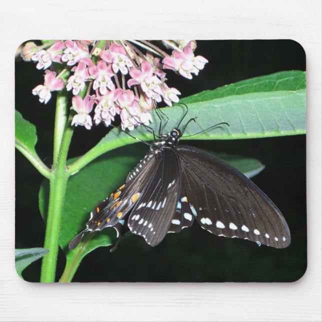 Mousepad Borboleta Noturna Negra Swallowtail em Shenandoah (Frente)