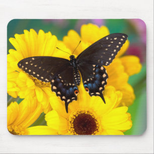 Mousepad Borboleta Rabo-de-Andorinha-preta