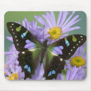Mousepad Borboleta sobre Roxo