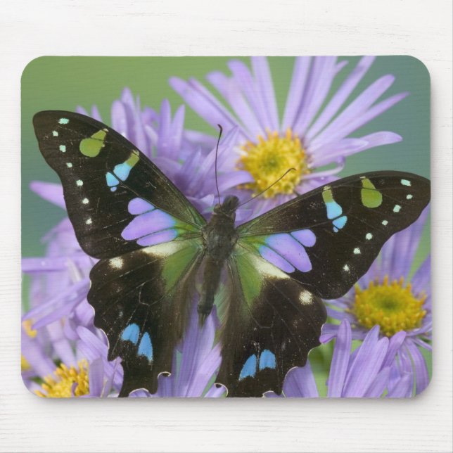 Mousepad Borboleta sobre Roxo (Frente)