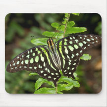 borboleta Tailed Jay