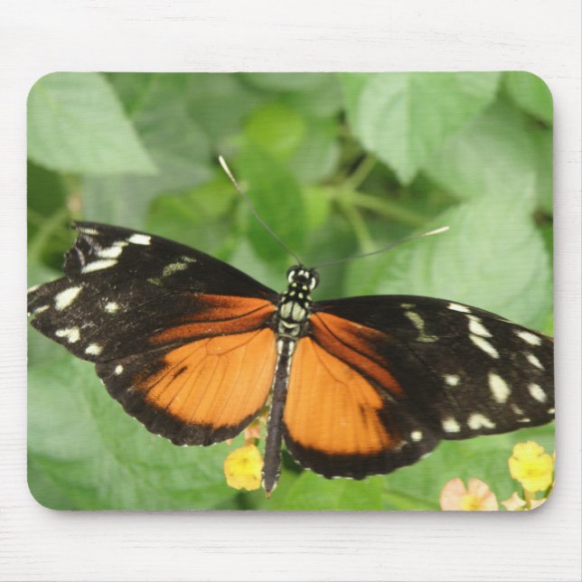 Mousepad Borboleta Tiger Longwing (Frente)