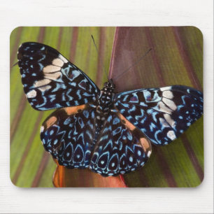 Mousepad Borboleta Tropical