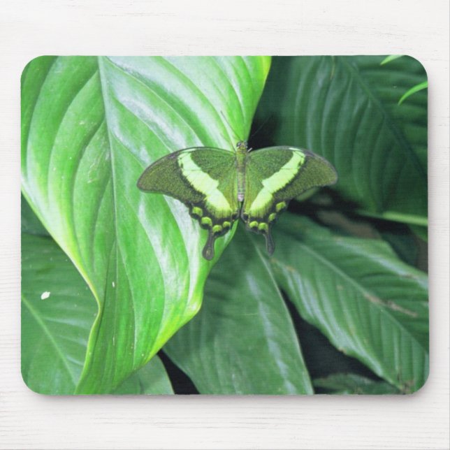 Mousepad Borboleta Verde (Frente)