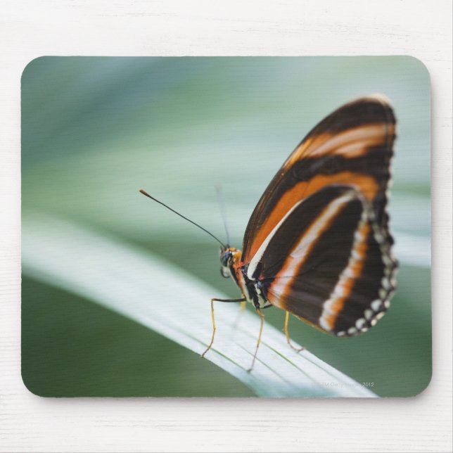 Mousepad Borboleta Zebra Long Wing (Frente)