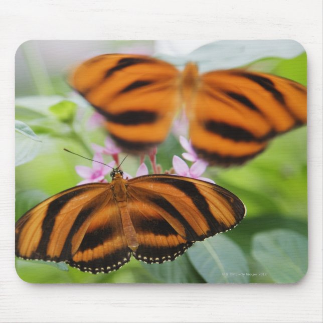 Mousepad Borboleta Zebra Long Wing 2 (Frente)