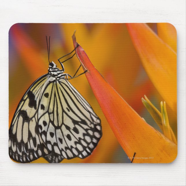Mousepad Borboletas de papagaio (Idea leuconoon) em flor (Frente)