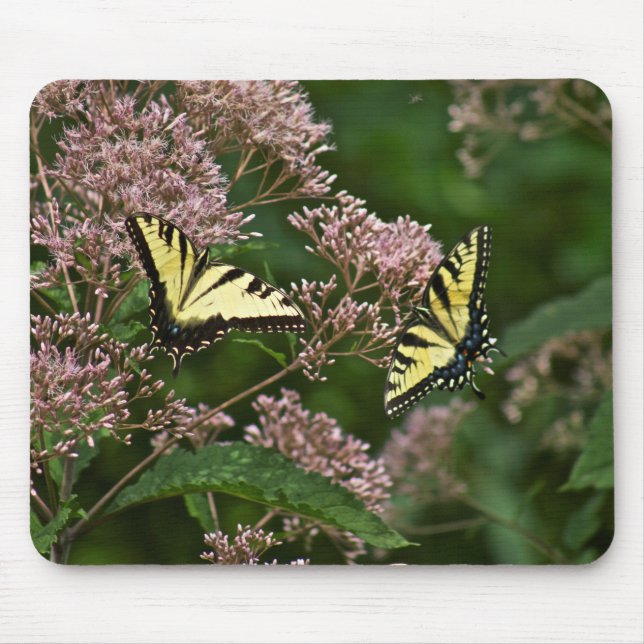 Mousepad Borboletas-do-pântano-Tigre em Joe Pye Weed (Frente)