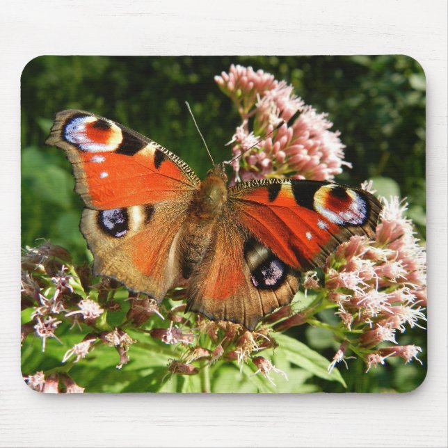 Mousepad Borboletas, insetos, flores de fundo (Frente)