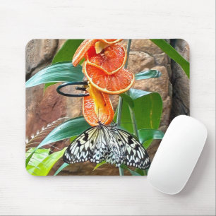 Mousepad Borboletas Ninfas da Árvore se Alimentando de Lara