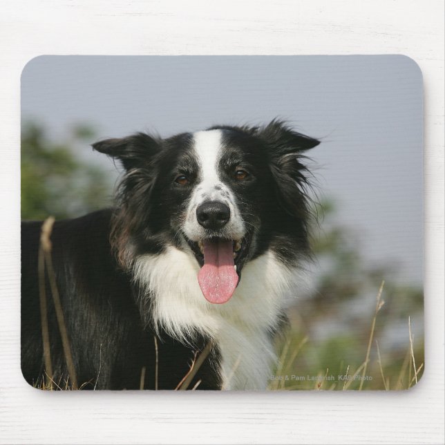 Mousepad Border collie que arfa o Headshot 1 (Frente)