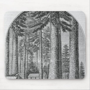 Mousepad Bosque gigantesco da árvore no vale do