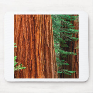 Mousepad Bosque Yosemite de Mariposa da sequóia gigante da