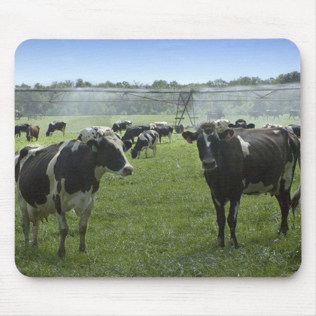 Mousepad Bovinos Holstein (Frente)