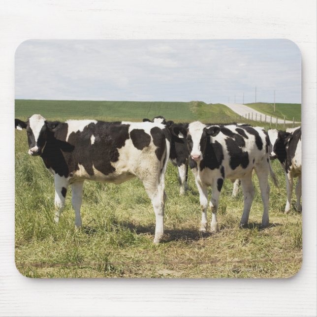Mousepad Bovinos Leiteiros Jovens Em Pastagem (Frente)