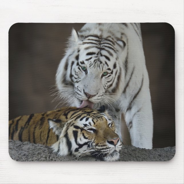 Mousepad Branco e descanso dos tigres de Brown (Frente)