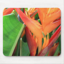 Brilhante Heliconia Tropical Flowers