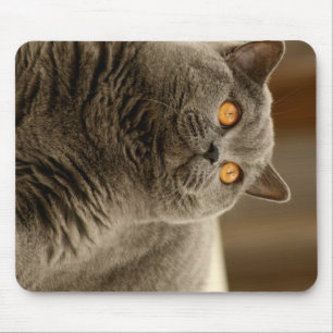 Mousepad british shorthair azul