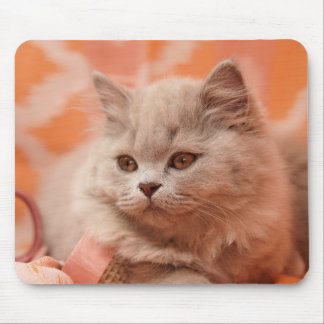 Mousepad British shorthair, British longhair, Lilac
