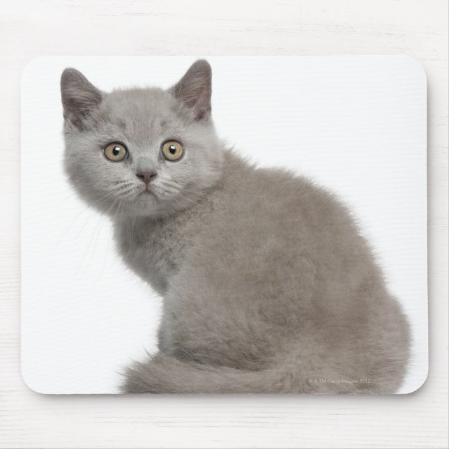 Mousepad British Shorthair Kitten (10 semanas de idade) (Frente)