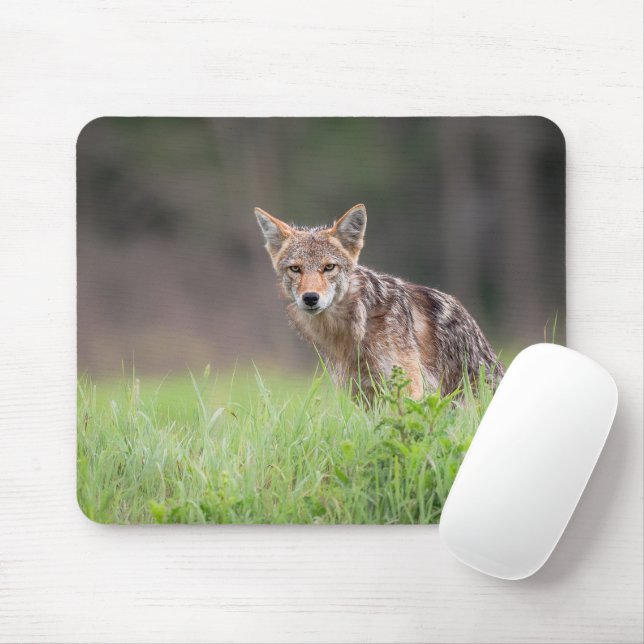Mousepad Brown Coyote, Fotografia Canadiana de Vida Selvage (Com mouse)