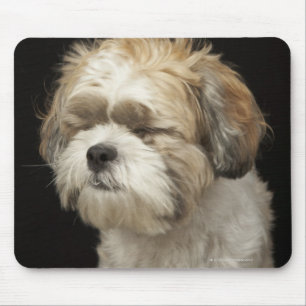 Mousepad Brown e Shih branco Tzu com os olhos fechados