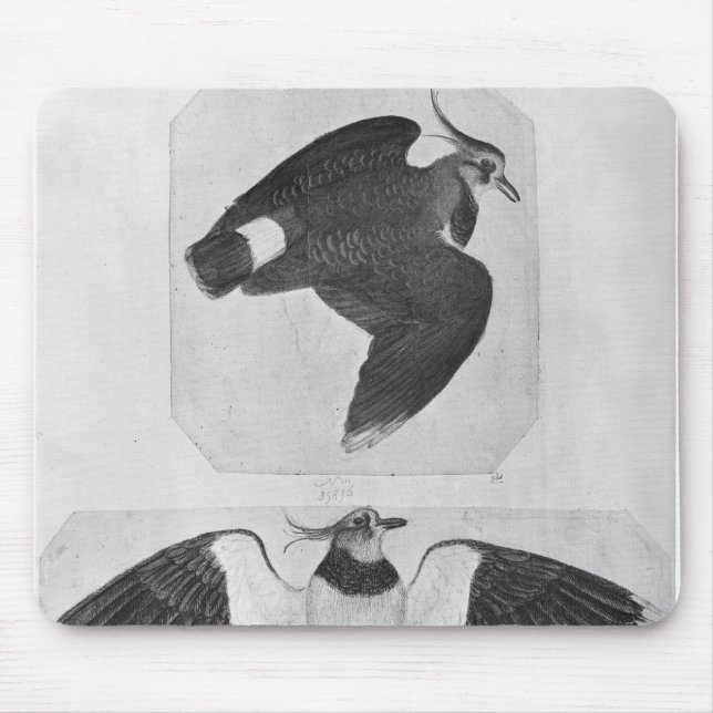 Mousepad Budgerigars, o do álbum de Vallardi (Frente)