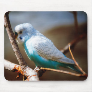 Mousepad Budgie