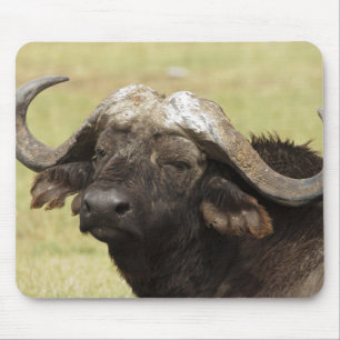 Mousepad Búfalo Africano, Syncerus caffer