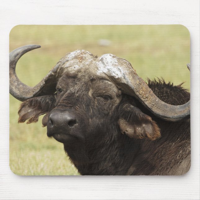 Mousepad Buffalo Africano, Café Syncerus (Frente)
