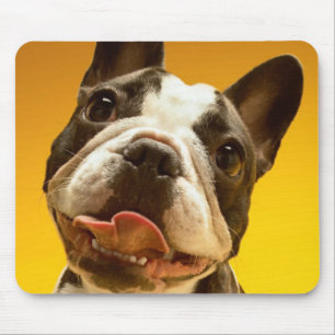 Mousepad Buldogue francês que olha acima