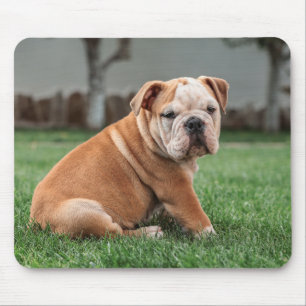 Mousepad Buldogue inglês, cão, doce