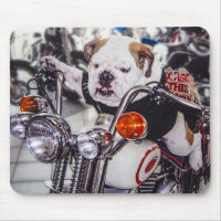 Buldogue na motocicleta