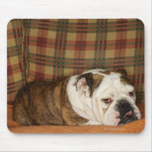 Mousepad buldogue que encontra-se em um sofá