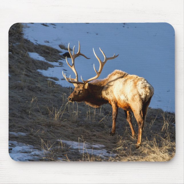 Mousepad Bull Elk (Frente)