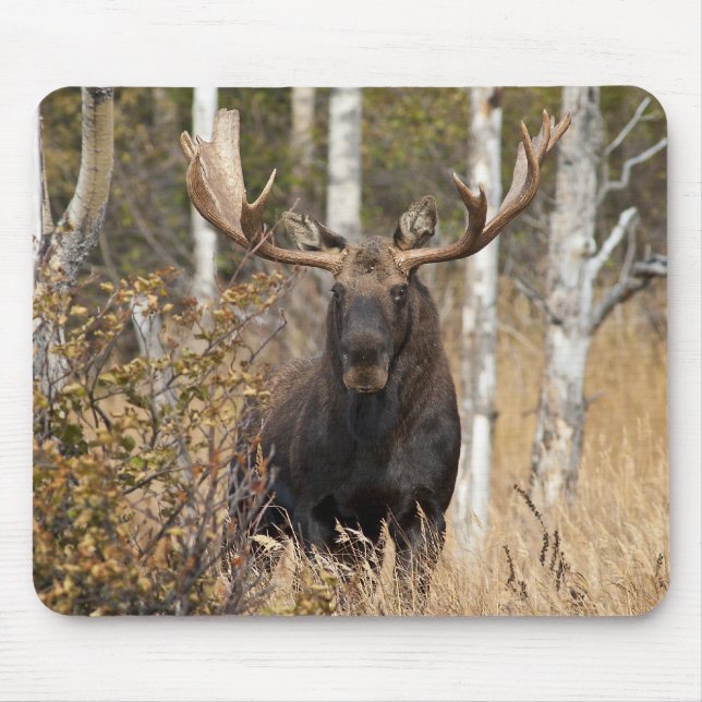 Mousepad Bull Moose Impressionante (Frente)