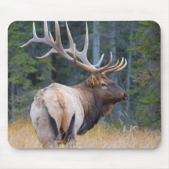 Mousepad Bull Rocky Mountain Elk (Frente)
