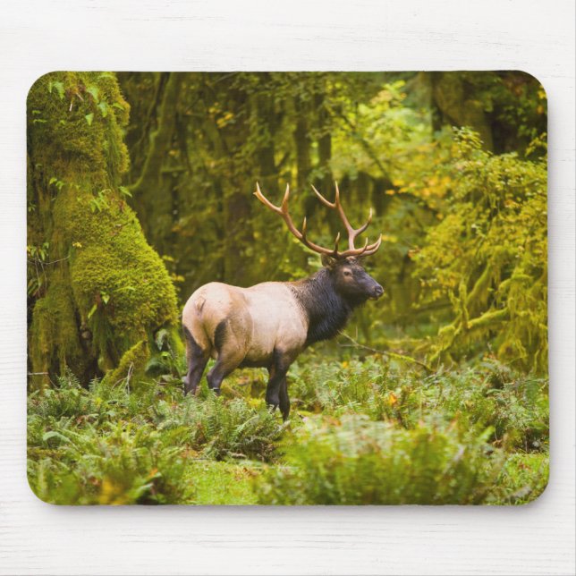 Mousepad Bull Roosevelt Elk Em Prado (Frente)