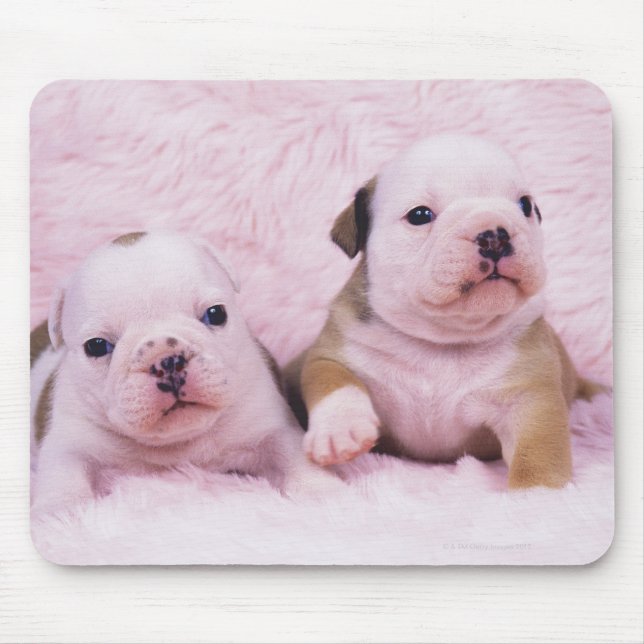 Mousepad Bulldog; frequentemente chamado de Bulldog Inglês. (Frente)