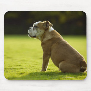 Mousepad Bulldog no campo