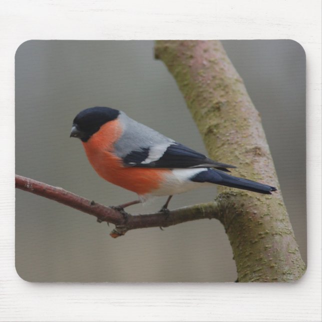 Mousepad Bullfinch (Frente)