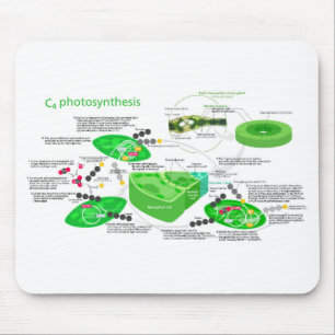 Mousepad C4 Fotossíntese Diagrama Folha