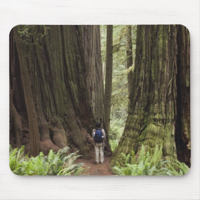Mousepad CA, Jedediah Smith Redwoods State Park, (Frente)