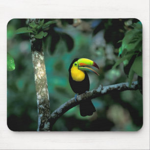 Mousepad CA, Panamá, Soberania NP, Tucano-bicudo