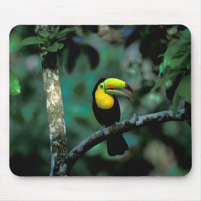Mousepad CA, Panamá, Soberania NP, Tucano-bicudo (Frente)