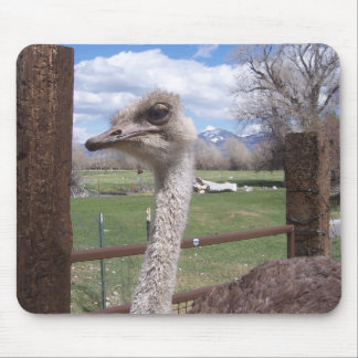 Mousepad Cabeça da avestruz