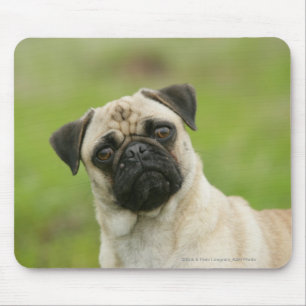 Mousepad Cabeça do Pug armada olhando a câmera