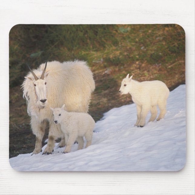 Mousepad cabras montanhosas (Frente)