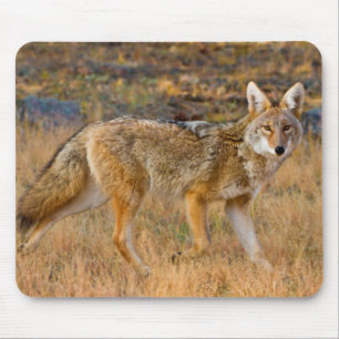 Mousepad Caça ao coiote (Canis Latrans)
