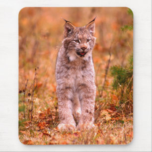 Mousepad Caça de Lince Floresta de Outono